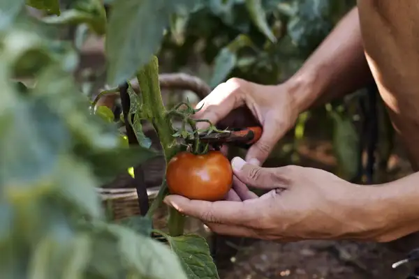 Tomato being picked in farm