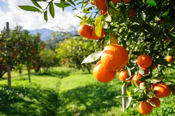 Oranges ripe on the tree
