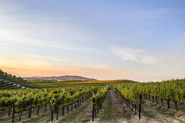 Rows of grapevines in a vineyard at sunset